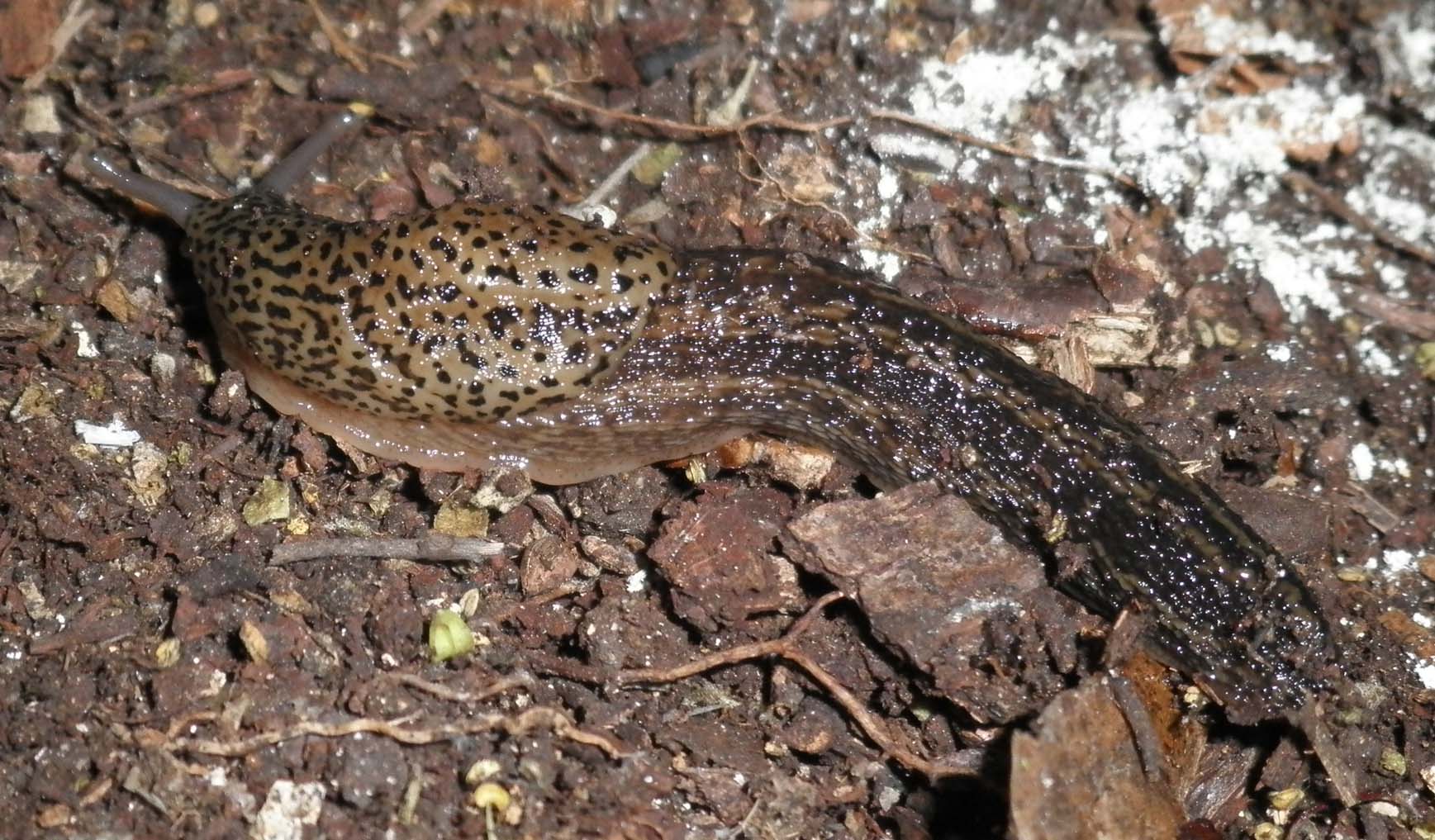 Limax sui Monti Berici (VI)